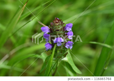 榛名湯菅小徑上拍攝的豬籠草花 榛名湯菅小徑上拍攝的豬籠草花 116865768