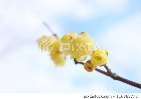 Wintersweet, yellow flowers that bloom in winter, cold sky, close-up 116865778