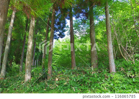 Cedar forest Cedar forest 116865785