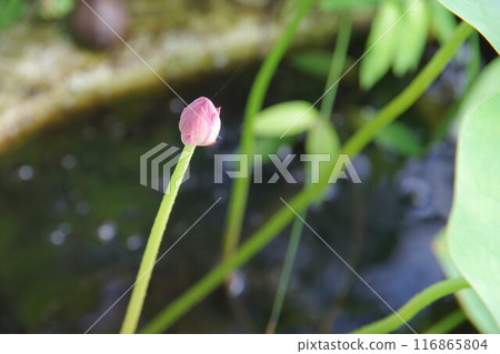 蓮花的芽 116865804