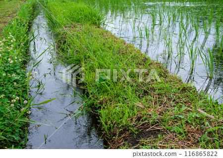 Rice field petals 116865822