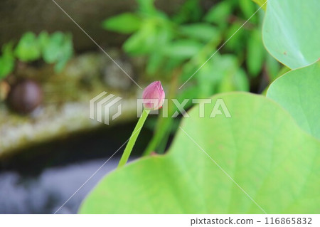 蓮花的芽 蓮花的芽 116865832