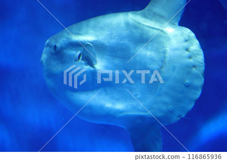 大洗水上世界的翻車魚 116865936