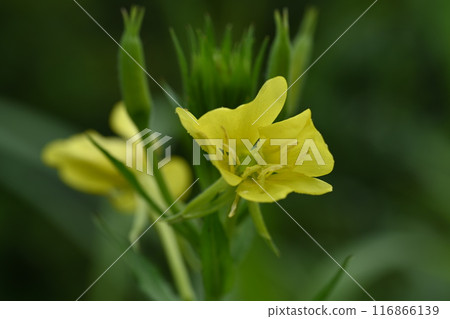 榛名湖小路上拍攝的夜櫻草花 榛名湖小路上拍攝的夜櫻草花 116866139