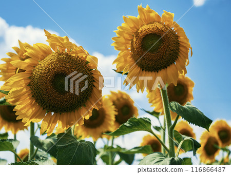 Vibrant sunflowers growing against a bright blue sky in late summer afternoon Vibrant sunflowers growing against a bright blue sky in late summer afternoon 116866487