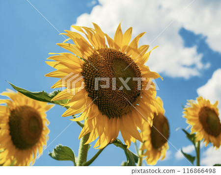 Vibrant sunflowers blooming under a clear blue sky in mid-summer sunshine 116866498
