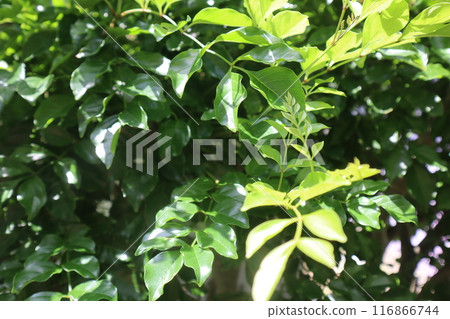 沐浴在陽光下的條紋灰葉 116866744