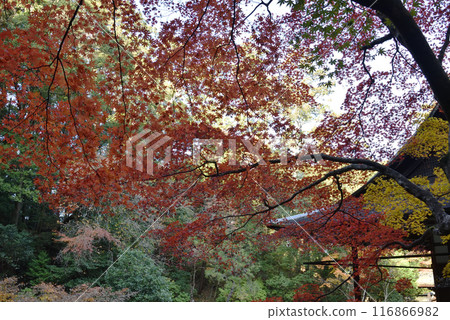 京都市左京區秋季南禪院 京都市左京區秋季南禪院 116866982