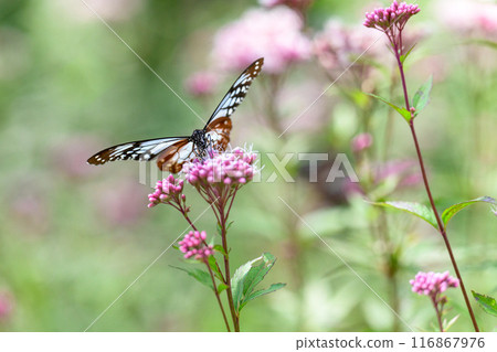 The mystical traveling butterfly, the Monarch butterfly, arrives (a butterfly on a light-soaked Eupatorium japonicum flower) at Aso Kuju Flower Park (Oita Prefecture) 116867976