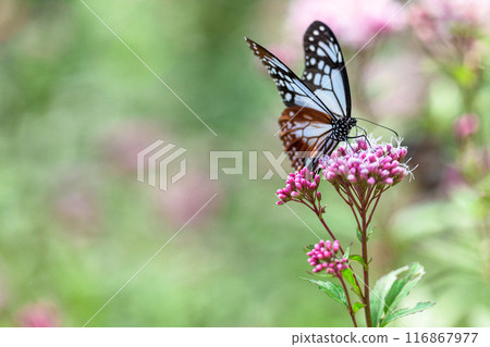 The mystical traveling butterfly, the Monarch butterfly, arrives (a butterfly on a light-soaked Eupatorium japonicum flower) at Aso Kuju Flower Park (Oita Prefecture) 116867977