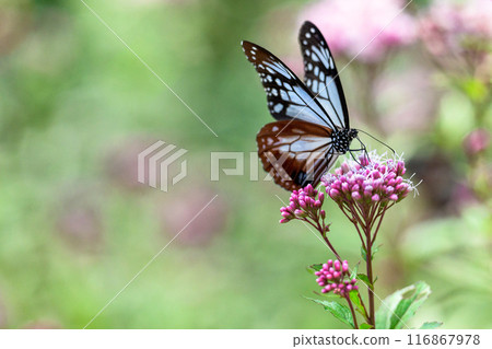 The mystical traveling butterfly, the Monarch butterfly, arrives (a butterfly on a light-soaked Eupatorium japonicum flower) at Aso Kuju Flower Park (Oita Prefecture) 116867978