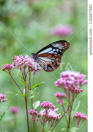 The mystical traveling butterfly, the Monarch butterfly, arrives (a butterfly on a light-soaked Eupatorium japonicum flower) at Aso Kuju Flower Park (Oita Prefecture) 116867982