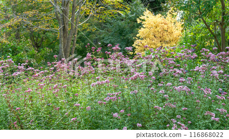 The mystical traveling butterfly, the Monarch butterfly, arrives (a butterfly on a light-soaked Eupatorium japonicum flower) at Aso Kuju Flower Park (Oita Prefecture) 116868022