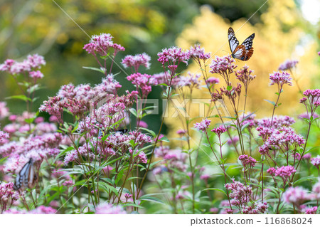 神秘的旅行蝴蝶淺木斑飛來（沐浴在陽光下的藤葉花上的蝴蝶）阿蘇九重花卉公園（大分縣） 116868024