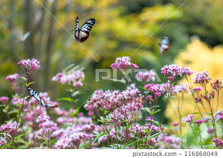 神秘的旅行蝴蝶淺木斑飛來（沐浴在陽光下的藤葉花上的蝴蝶）阿蘇九重花卉公園（大分縣） 116868049