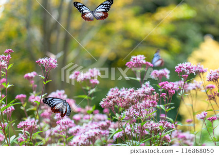 The mystical traveling butterfly, the Monarch butterfly, arrives (a butterfly on a light-soaked Eupatorium japonicum flower) at Aso Kuju Flower Park (Oita Prefecture) The mystical traveling butterfly, the Monarch butterfly, arrives (a butterfly on a light-soaked Eupatorium japonicum flower) at Aso Kuju Flower Park (Oita Prefecture) 116868050