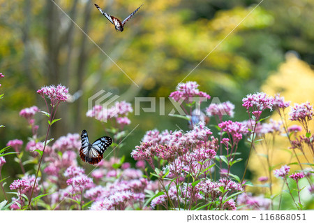 The mystical traveling butterfly, the Monarch butterfly, arrives (a butterfly on a light-soaked Eupatorium japonicum flower) at Aso Kuju Flower Park (Oita Prefecture) The mystical traveling butterfly, the Monarch butterfly, arrives (a butterfly on a light-soaked Eupatorium japonicum flower) at Aso Kuju Flower Park (Oita Prefecture) 116868051