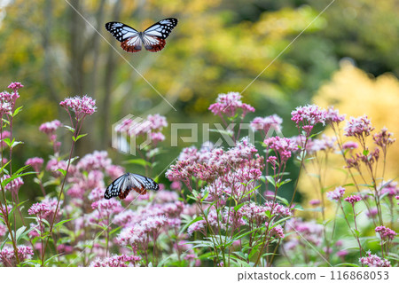 The mystical traveling butterfly, the Monarch butterfly, arrives (a butterfly on a light-soaked Eupatorium japonicum flower) at Aso Kuju Flower Park (Oita Prefecture) 116868053