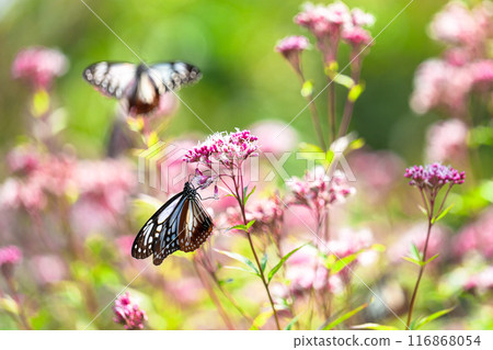The mystical traveling butterfly, the Monarch butterfly, arrives (a butterfly on a light-soaked Eupatorium japonicum flower) at Aso Kuju Flower Park (Oita Prefecture) 116868054