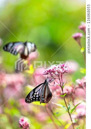 The mystical traveling butterfly, the Monarch butterfly, arrives (a butterfly on a light-soaked Eupatorium japonicum flower) at Aso Kuju Flower Park (Oita Prefecture) 116868055