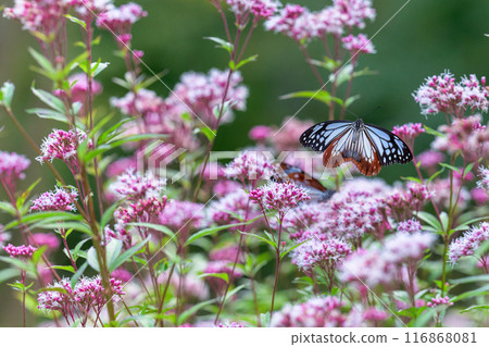 神秘的旅行蝴蝶淺木斑飛來（沐浴在陽光下的藤葉花上的蝴蝶）阿蘇九重花卉公園（大分縣） 116868081