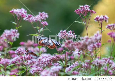 神秘的旅行蝴蝶淺木斑飛來（沐浴在陽光下的藤葉花上的蝴蝶）阿蘇九重花卉公園（大分縣） 116868082