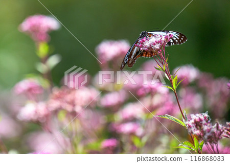 神秘的旅行蝴蝶淺木斑飛來(沐浴在陽光下的藤葉花上的蝴蝶)阿蘇九重花卉公園(大分縣) 神秘的旅行蝴蝶淺木斑飛來(沐浴在陽光下的藤葉花上的蝴蝶)阿蘇九重花卉公園(大分縣) 116868083