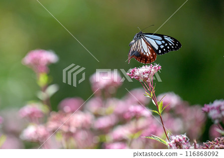 神秘的旅行蝴蝶淺木斑飛來（沐浴在陽光下的藤葉花上的蝴蝶）阿蘇九重花卉公園（大分縣） 116868092