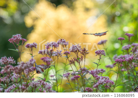 神秘的旅行蝴蝶淺木斑飛來（沐浴在陽光下的藤葉花上的蝴蝶）阿蘇九重花卉公園（大分縣） 116868095