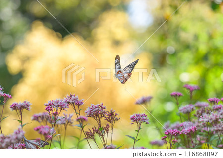 神秘的旅行蝴蝶淺木斑飛來（沐浴在陽光下的藤葉花上的蝴蝶）阿蘇九重花卉公園（大分縣） 116868097