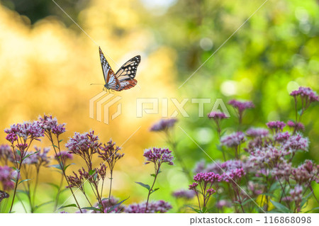 神秘的旅行蝴蝶淺木斑飛來(沐浴在陽光下的藤葉花上的蝴蝶)阿蘇九重花卉公園(大分縣) 神秘的旅行蝴蝶淺木斑飛來(沐浴在陽光下的藤葉花上的蝴蝶)阿蘇九重花卉公園(大分縣) 116868098