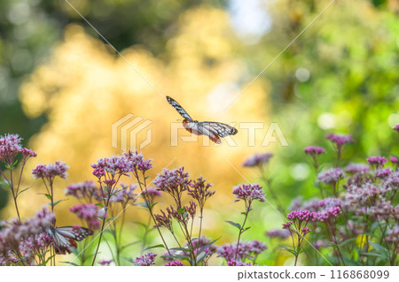 神秘的旅行蝴蝶淺木斑飛來（沐浴在陽光下的藤葉花上的蝴蝶）阿蘇九重花卉公園（大分縣） 116868099