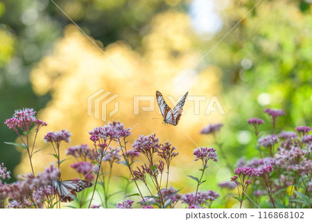The mystical traveling butterfly, the Monarch butterfly, arrives (a butterfly on a light-soaked Eupatorium japonicum flower) at Aso Kuju Flower Park (Oita Prefecture) 116868102