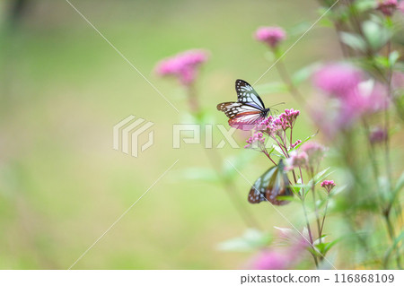 神秘的旅行蝴蝶淺木斑飛來（沐浴在陽光下的藤葉花上的蝴蝶）阿蘇九重花卉公園（大分縣） 116868109