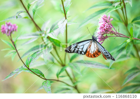 The mystical traveling butterfly, the Monarch butterfly, arrives (a butterfly on a light-soaked Eupatorium japonicum flower) at Aso Kuju Flower Park (Oita Prefecture) The mystical traveling butterfly, the Monarch butterfly, arrives (a butterfly on a light-soaked Eupatorium japonicum flower) at Aso Kuju Flower Park (Oita Prefecture) 116868110