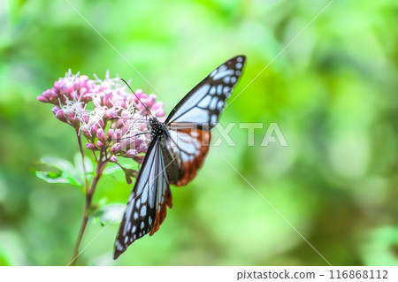 The mystical traveling butterfly, the Monarch butterfly, arrives (a butterfly on a light-soaked Eupatorium japonicum flower) at Aso Kuju Flower Park (Oita Prefecture) The mystical traveling butterfly, the Monarch butterfly, arrives (a butterfly on a light-soaked Eupatorium japonicum flower) at Aso Kuju Flower Park (Oita Prefecture) 116868112