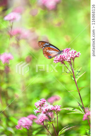 The mystical traveling butterfly, the Monarch butterfly, arrives (a butterfly on a light-soaked Eupatorium japonicum flower) at Aso Kuju Flower Park (Oita Prefecture) The mystical traveling butterfly, the Monarch butterfly, arrives (a butterfly on a light-soaked Eupatorium japonicum flower) at Aso Kuju Flower Park (Oita Prefecture) 116868116