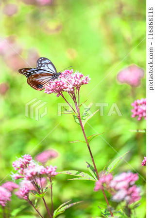 The mystical traveling butterfly, the Monarch butterfly, arrives (a butterfly on a light-soaked Eupatorium japonicum flower) at Aso Kuju Flower Park (Oita Prefecture) The mystical traveling butterfly, the Monarch butterfly, arrives (a butterfly on a light-soaked Eupatorium japonicum flower) at Aso Kuju Flower Park (Oita Prefecture) 116868118