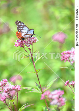 The mystical traveling butterfly, the Monarch butterfly, arrives (a butterfly on a light-soaked Eupatorium japonicum flower) at Aso Kuju Flower Park (Oita Prefecture) 116868122