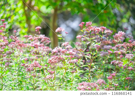 神秘的旅行蝴蝶淺木斑飛來（沐浴在陽光下的藤葉花上的蝴蝶）阿蘇九重花卉公園（大分縣） 116868141