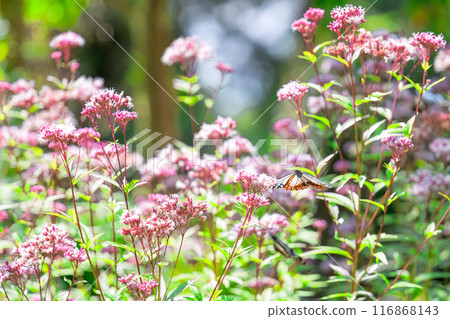 The mystical traveling butterfly, the Monarch butterfly, arrives (a butterfly on a light-soaked Eupatorium japonicum flower) at Aso Kuju Flower Park (Oita Prefecture) The mystical traveling butterfly, the Monarch butterfly, arrives (a butterfly on a light-soaked Eupatorium japonicum flower) at Aso Kuju Flower Park (Oita Prefecture) 116868143