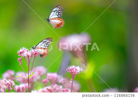 神秘的旅行蝴蝶淺木斑飛來（沐浴在陽光下的藤葉花上的蝴蝶）阿蘇九重花卉公園（大分縣） 116868156