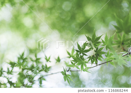 秋葉年輕的葉子 秋葉年輕的葉子 116868244
