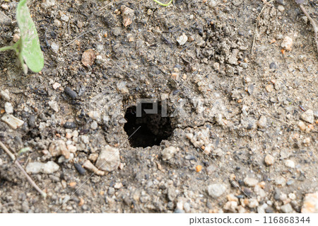 地洞 地洞 116868344