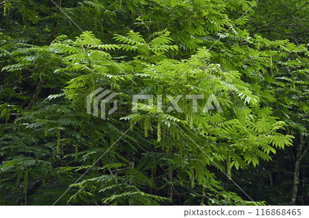 Fruit ears of Sawagurumi 116868465