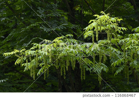 Fruit ears of Sawagurumi Fruit ears of Sawagurumi 116868467