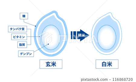 Structure of brown rice and white rice 116868720