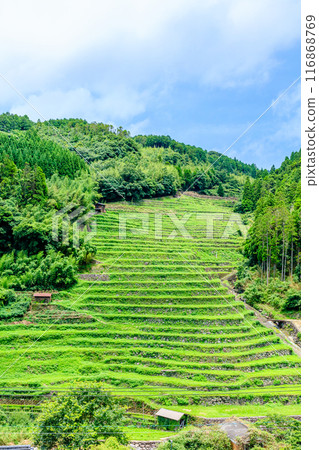 Stone-built rice terraces in summer, Yame City, Fukuoka Prefecture 116868769
