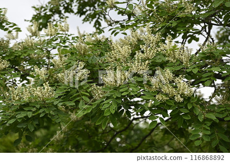White flowers of the honeysuckle tree 116868892