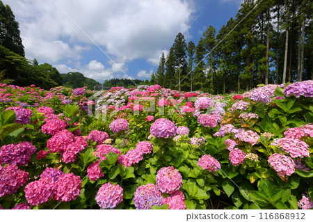 Azukibatake, Hanakawa-cho, Kitaibaraki City, Ibaraki Prefecture - A colorful cluster of hydrangeas at Kitaibaraki Hydrangea Forest, a famous hydrangea spot 116868912